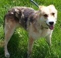 AZRIEL, Hund, Mischlingshund in Kroatien - Bild 6