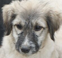 SIMONE, Hund, Mischlingshund in Rumänien - Bild 1
