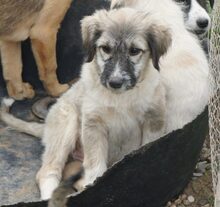 SIMONE, Hund, Mischlingshund in Rumänien - Bild 2