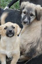 SIMONE, Hund, Mischlingshund in Rumänien - Bild 3