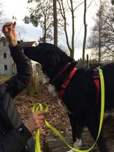 FYNN, Hund, Mischlingshund in Kirchseeon - Bild 15