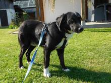 FYNN, Hund, Mischlingshund in Kirchseeon - Bild 3