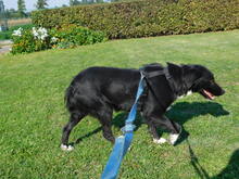 FYNN, Hund, Mischlingshund in Kirchseeon - Bild 4