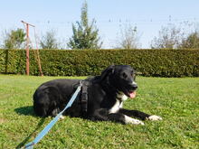 FYNN, Hund, Mischlingshund in Kirchseeon - Bild 6