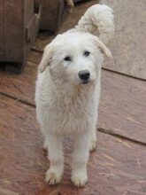 BONNIE, Hund, Mischlingshund in Rumänien - Bild 3
