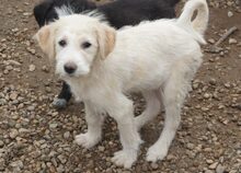 BONNIE, Hund, Mischlingshund in Rumänien - Bild 5
