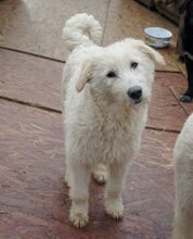 LEICA, Hund, Mischlingshund in Rumänien - Bild 1