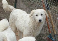 LEICA, Hund, Mischlingshund in Rumänien - Bild 2