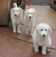 LEICA, Hund, Mischlingshund in Rumänien - Bild 3