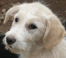 LEICA, Hund, Mischlingshund in Rumänien - Bild 4