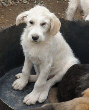 LEICA, Hund, Mischlingshund in Rumänien - Bild 5