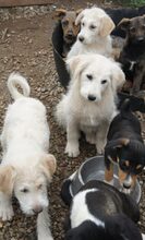 LEICA, Hund, Mischlingshund in Rumänien - Bild 6
