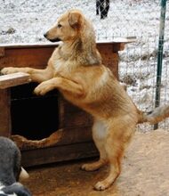 MILAN, Hund, Mischlingshund in Rumänien - Bild 3