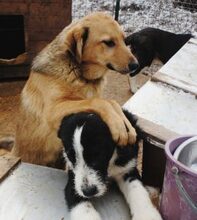 MILAN, Hund, Mischlingshund in Rumänien - Bild 4