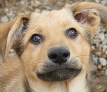MILAN, Hund, Mischlingshund in Rumänien - Bild 5