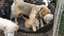MILAN, Hund, Mischlingshund in Rumänien - Bild 6