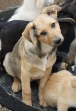 MILAN, Hund, Mischlingshund in Rumänien - Bild 7