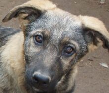 MINI, Hund, Mischlingshund in Rumänien - Bild 1