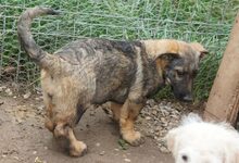 MINI, Hund, Mischlingshund in Rumänien - Bild 2