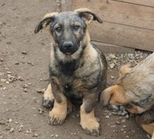MINI, Hund, Mischlingshund in Rumänien - Bild 3