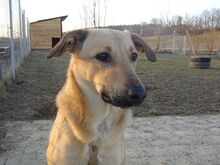 LUCKY, Hund, Mischlingshund in Obersüßbach - Bild 14