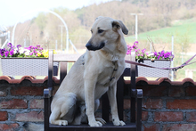 LUCKY, Hund, Mischlingshund in Obersüßbach - Bild 7