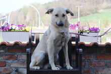 LUCKY, Hund, Mischlingshund in Obersüßbach - Bild 9