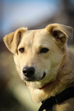 SHORTY, Hund, Mischlingshund in Coesfeld - Bild 1
