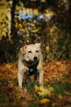 SHORTY, Hund, Mischlingshund in Coesfeld - Bild 10