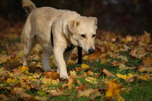 SHORTY, Hund, Mischlingshund in Coesfeld - Bild 11