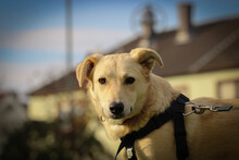 SHORTY, Hund, Mischlingshund in Coesfeld - Bild 12