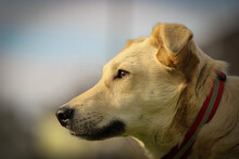 SHORTY, Hund, Mischlingshund in Coesfeld - Bild 13