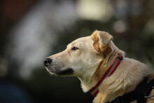 SHORTY, Hund, Mischlingshund in Coesfeld - Bild 14
