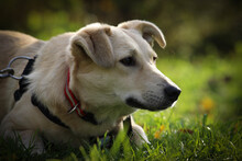 SHORTY, Hund, Mischlingshund in Coesfeld - Bild 15