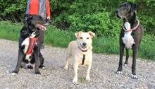 SHORTY, Hund, Mischlingshund in Coesfeld - Bild 20