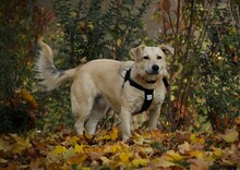 SHORTY, Hund, Mischlingshund in Coesfeld - Bild 3