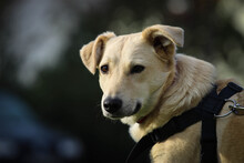 SHORTY, Hund, Mischlingshund in Coesfeld - Bild 4
