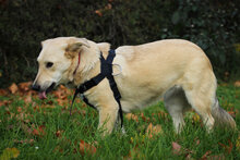 SHORTY, Hund, Mischlingshund in Coesfeld - Bild 5