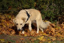 SHORTY, Hund, Mischlingshund in Coesfeld - Bild 6