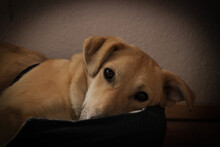 SHORTY, Hund, Mischlingshund in Coesfeld - Bild 7