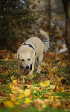 SHORTY, Hund, Mischlingshund in Coesfeld - Bild 8