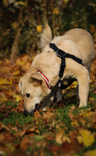SHORTY, Hund, Mischlingshund in Coesfeld - Bild 9