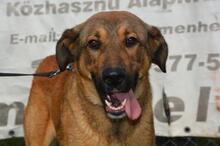 MIKI, Hund, Mischlingshund in Ungarn - Bild 7