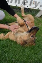 MIKI, Hund, Mischlingshund in Ungarn - Bild 8