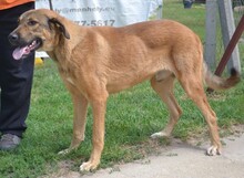 MIKI, Hund, Mischlingshund in Ungarn - Bild 9