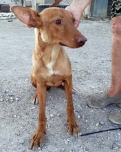 LEO, Hund, Podenco in Spanien - Bild 4
