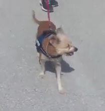 MANUELA, Hund, Mischlingshund in Spanien - Bild 2