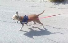 MANUELA, Hund, Mischlingshund in Spanien - Bild 3