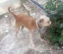 MANUELA, Hund, Mischlingshund in Spanien - Bild 4