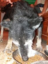 MARCELINO, Hund, Mischlingshund in Belgien - Bild 1